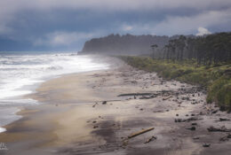 New Zealand 2025 (1 group) (38/66)